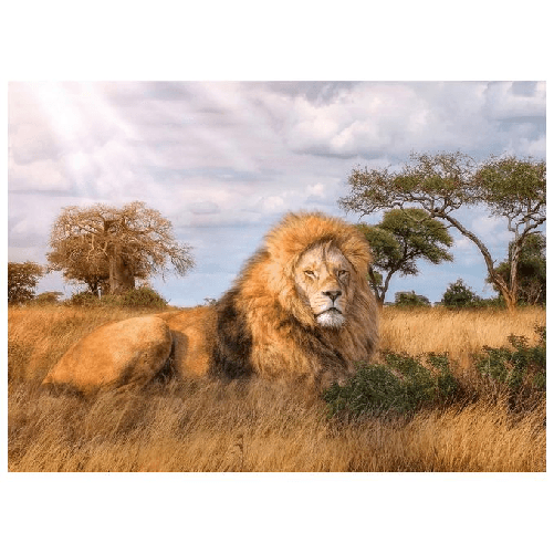 Clementoni The King Puzzle 1000 pz Animali