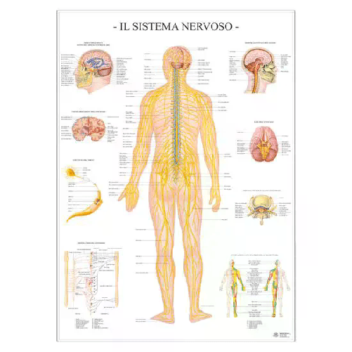 Poster Scientifico: Sistema Nervoso