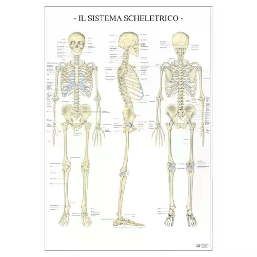 BELLETTI Poster Scientifico: Sistema Scheletrico
