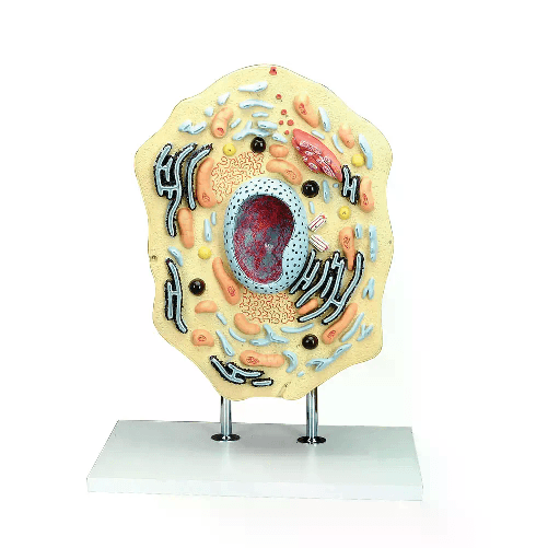 Modello Cellula Animale 1